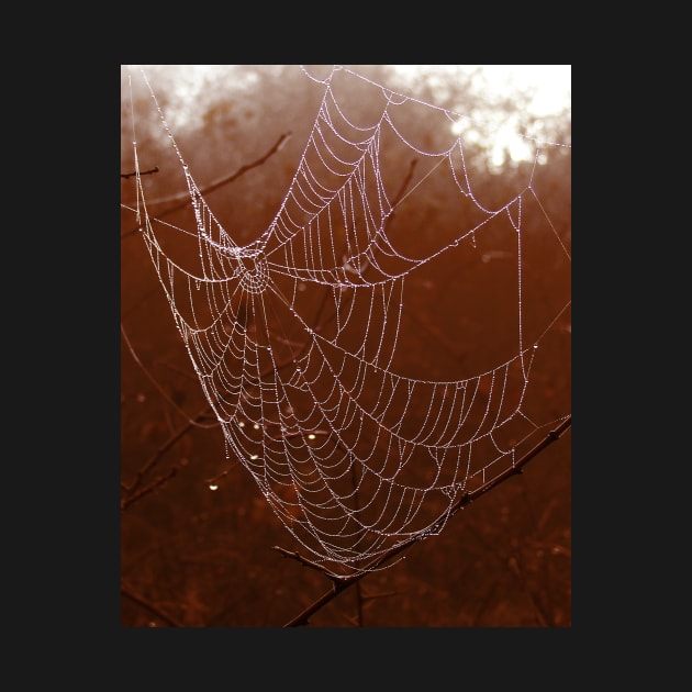 Arachnid branches close up cobweb by mydesignontrack