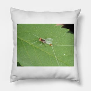 Macro photo of adult Diphetor hageni mayfly Pillow