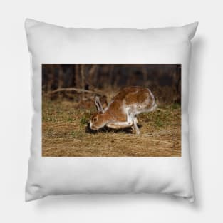 Snowshoe Hare running through the meadow in spring Pillow