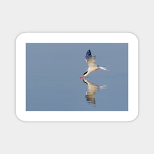 Common Tern Drinking Magnet