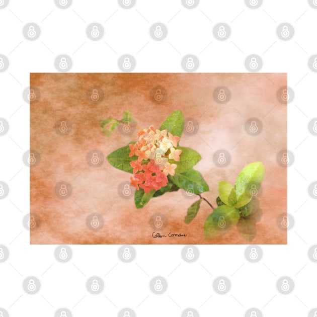 Peach Flowers Digital Art by ButterflyInTheAttic