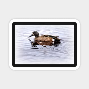 Blue-winged Teal Male by Debra Martz Magnet