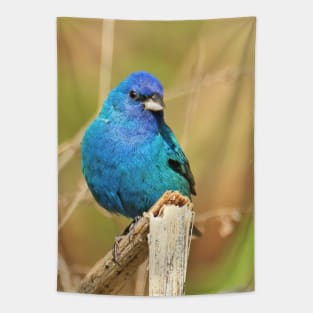 Indigo Bunting 2022 Tapestry