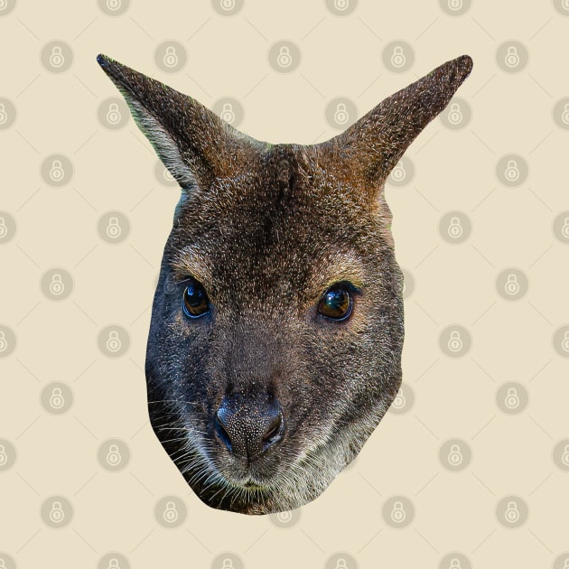 Red Necked Wallaby by dalyndigaital2@gmail.com