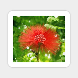 Red Puffy Firework Flower Magnet