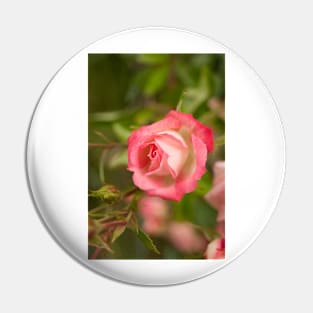 gli pink lady Pin