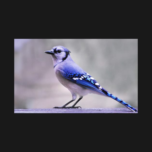 Blue Jay Day by LaurieMinor