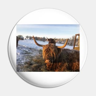 Scottish Highland Cattle Cows 2225 Pin