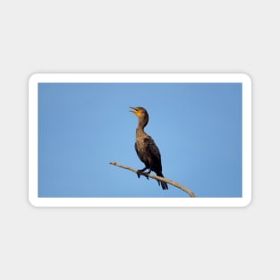 Double-crested Cormorant On a Branch Magnet