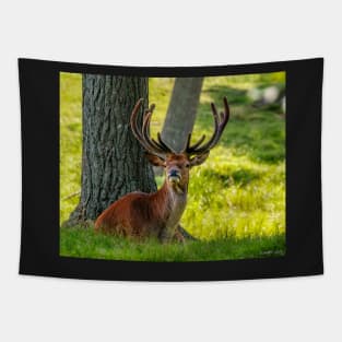 Red Deer Stag Tapestry