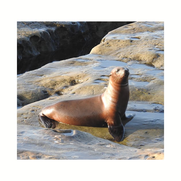 Young California Sea Lion, Marine Life, Wildlife, Nature by sandyo2ly