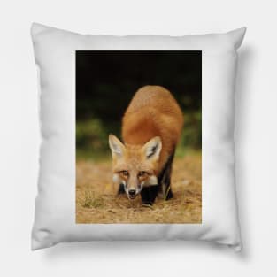 Playfull Red Fox, Algonquin Park Pillow