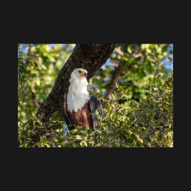 African Fish Eagle, Chobe River, Botswana by AndrewGoodall