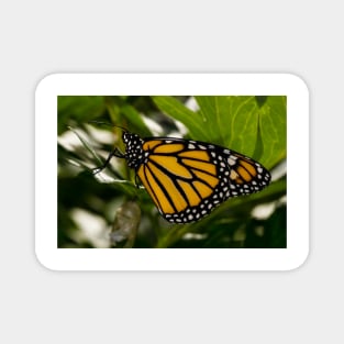 Monarch Butterfly 4 Magnet