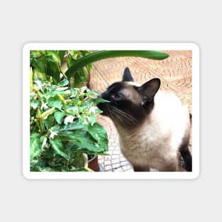 Vegan Siamese cat Magnet