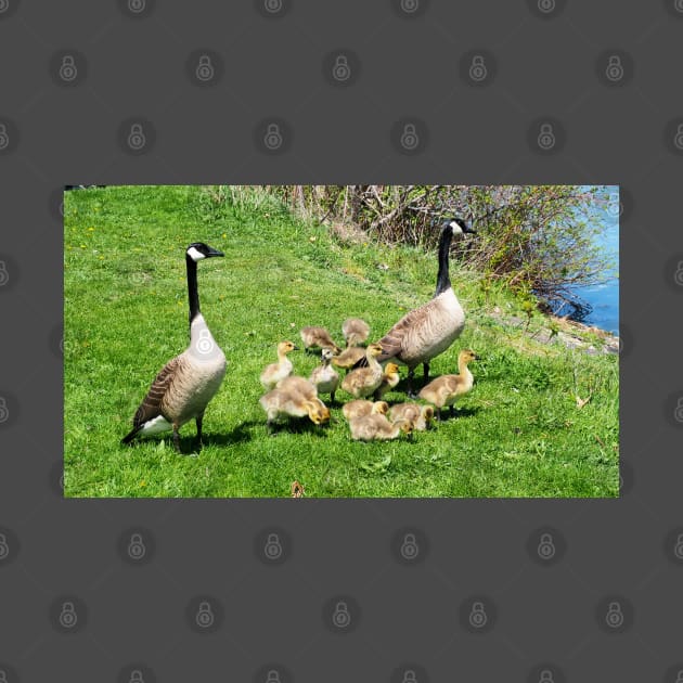 Canada Goose Family of Goslings by BackyardBirder