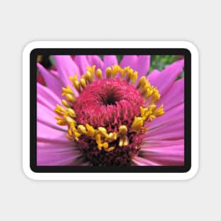 Pink Flower with Yellow Stamens Magnet