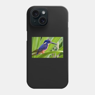 Azure Kingfisher, Kakadu National Park Phone Case