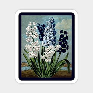 Botanical Art Temple Of Flora Hyacinths Magnet