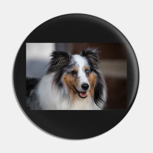 Sheltie Pin