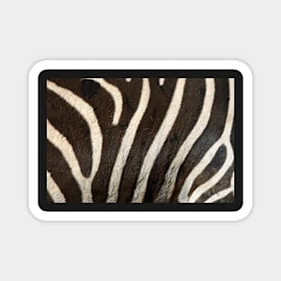 Zebra Print Magnet