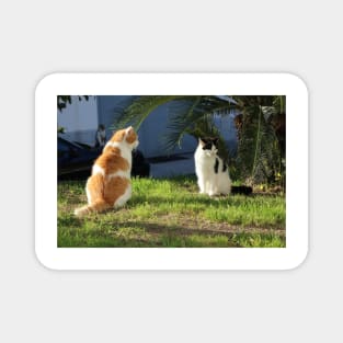 Summer Flirt Cats Fine Art Photography Magnet