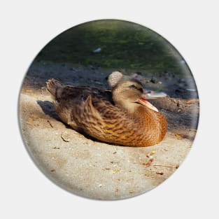 Happy Duck With A Fuzzy Ball On Its Head, A Crested Duck Pin