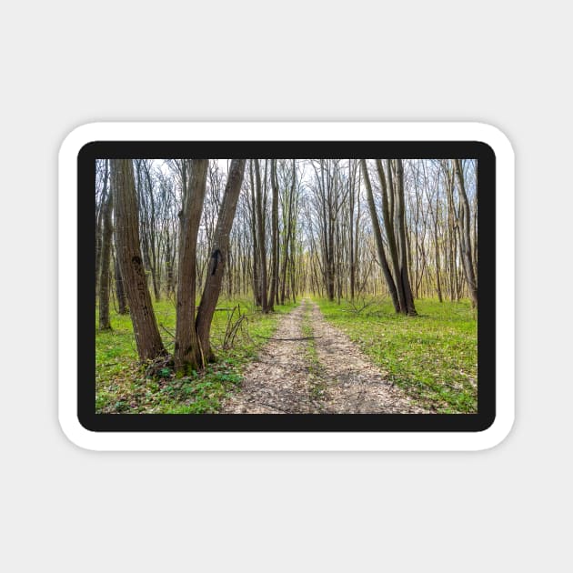 Hiking trail in the forest Magnet by naturalis