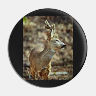 Roe buck in the forest Pin