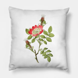 Wild Rose Flower Botanical Illustration Pillow