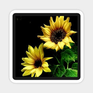 Sunflowers Magnet