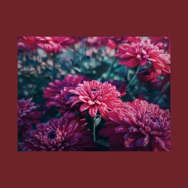 Crimson Chrysanthemums in the morning by psychoshadow