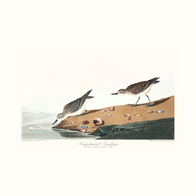 Semipalmated Sandpiper from Birds of America (1827) by WAITE-SMITH VINTAGE ART