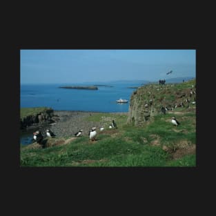 Puffins on Lunga T-Shirt