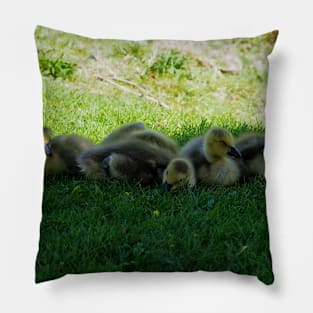 Five Sleepy Canada Goose Goslings Pillow