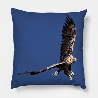 White tailed Eagle Pillow