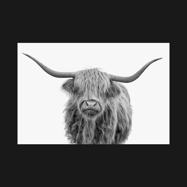 Highlander Hairy Cow In Black And White by dalekincaid