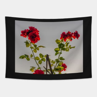 Red roses against summer evening sun Tapestry