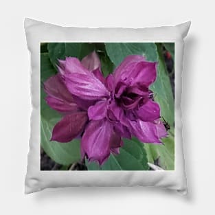 Close up of a purple flower Pillow