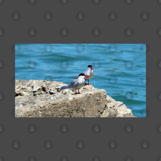 Two Caspian Terns Standing On A Rock by BackyardBirder