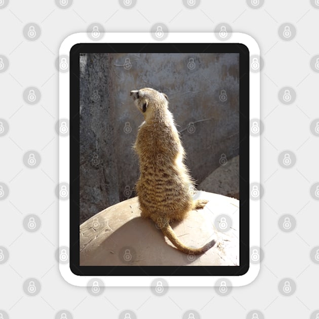 Meerkat Magnet by erickphd