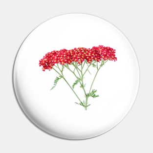 Achillea &#39;Fanal&#39; Yarrow Syn. Achillea &#39;The Beacon&#39; Pin