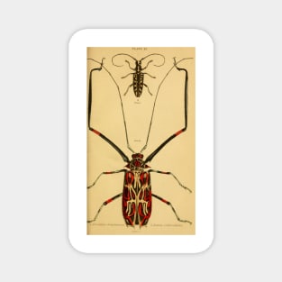 The Natural History Of Beetles (plate 25) (6008558080) Magnet