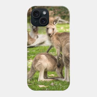 Mother Eastern Grey Kangaroo feeding Joey Phone Case