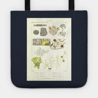 Lichen  - Essai sur les cryptogames - Botanical Illustration Tote