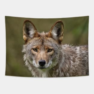 Coyote Tapestry