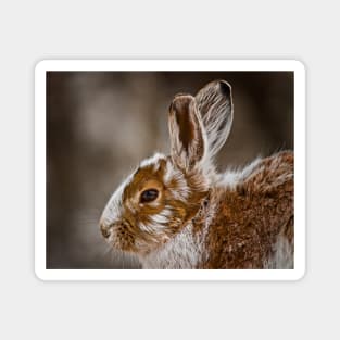 Show Shoe Hare Magnet