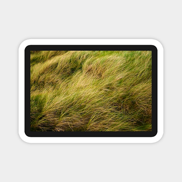 Dune Grass Magnet by TTDean