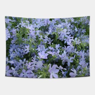 Mountain Phlox Tapestry