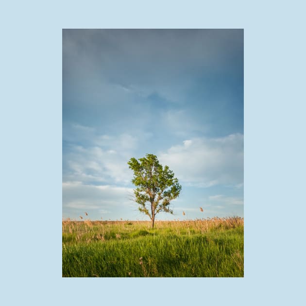 solitary tree in the meadow by psychoshadow